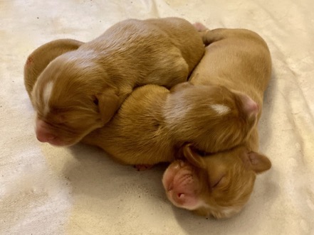 8099E880-8103-47E4-ACAE-C7D01D7AA512_1_105_c