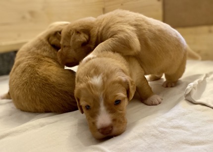 D516E4A3-8EFE-4C03-B5E7-7F8239EFEA62_1_105_c