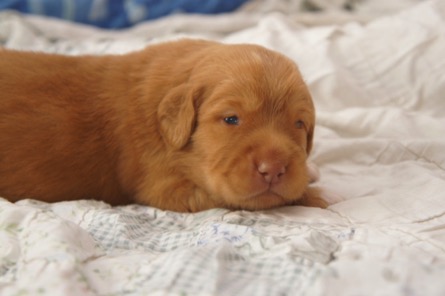 unadjustednonraw_thumb_1de