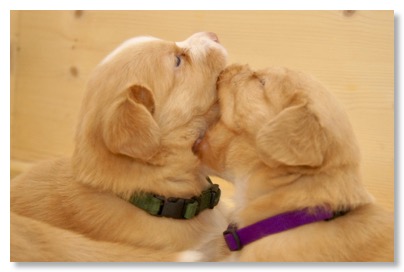 374C56D4-30E6-4AA0-9DC6-C43C313A50F3_1_105_c