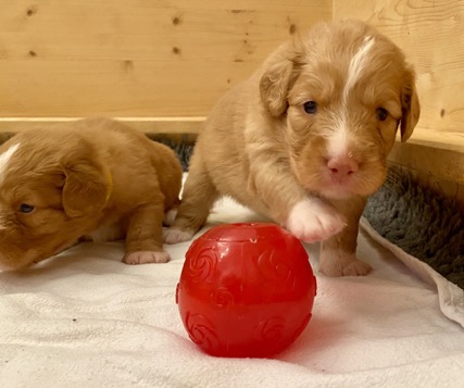 F618CE9A-8287-4C47-A60A-A8B41F638F0A_1_105_c